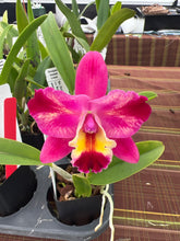 Load image into Gallery viewer, Mini Cattleya Memorial Day 3 plant special package