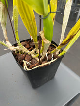 Load image into Gallery viewer, Cattleya(C.) jenmannii ‘Pacaraima ‘ x self , big seedling three spikes