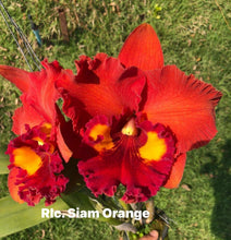 Load image into Gallery viewer, Cattleya clone 12 plant special Memorial Day package