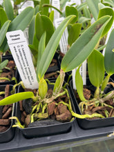 Load image into Gallery viewer, C. Lueddemanniana ‘Jewel box 5592’ x Brazilian Beaux3735’, seedling of best quality