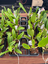 Load image into Gallery viewer, Cattleya clone 12 plant special Memorial Day package