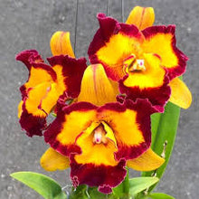 Load image into Gallery viewer, Rlc . Linkin Love ‘Chester’ , clone