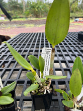 Load image into Gallery viewer, SVO SPOTTED CATTLEYA : 3 x spotted cattleya seedlings in 2.25” pot