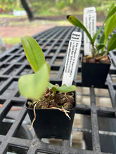 Load image into Gallery viewer, SVO breeding : 3 hybrid seedlings in one deal