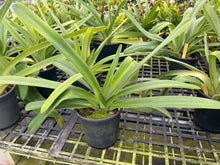 Load image into Gallery viewer, Ara Div.