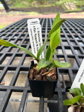 Load image into Gallery viewer, SVO breeding : 3 hybrid seedlings in one deal