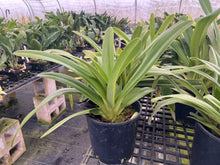 Load image into Gallery viewer, Ara Div.