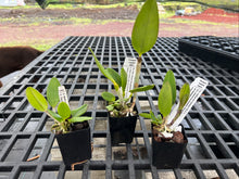Load image into Gallery viewer, SVO SPOTTED CATTLEYA : 3 x spotted cattleya seedlings in 2.25” pot