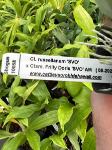 Cl. russelianum x Catasetum Frilly Doris