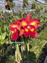 Load image into Gallery viewer, Cattleya clone 12 plant special Memorial Day package