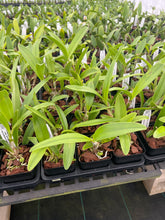 Load image into Gallery viewer, C. bowringiana v. coerulea ‘Blue Angel ‘HCC x self , treated