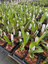 Load image into Gallery viewer, C. purpurata werkhauseri’ Shogun’s silver giant ‘ AM x sib . ‘Shogun’s blue jewel’