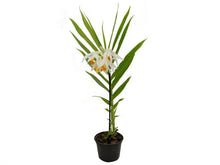Load image into Gallery viewer, Thunia alba , large plants , rare offering