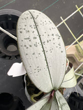 Load image into Gallery viewer, Phalaenopsis schilleriana ‘ silver ‘ seedling super rare