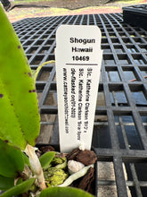 Load image into Gallery viewer, SVO BLUES AND SPOTS : 3 x cattleya seedlings blue color and summer blooming spots