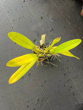 Load image into Gallery viewer, Cattleya warscewiczii alba ‘Leo Holquin ‘ FCC , original division
