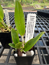 Load image into Gallery viewer, SVO BLUES AND SPOTS : 3 x cattleya seedlings blue color and summer blooming spots