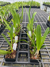 Load image into Gallery viewer, Cattleya purpurata 12 plant special package deal