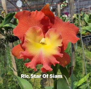Rlc . Star of Siam, starter plant