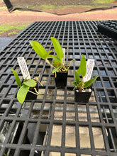 Load image into Gallery viewer, SVO BLUES AND SPOTS : 3 x cattleya seedlings blue color and summer blooming spots