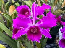 Load image into Gallery viewer, C. purpurata Memorial Day 3 plant special package deal