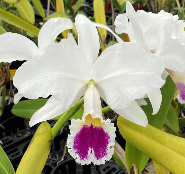 Orchid flask : C . labiata s/a Shogun's Expressions ' – Shogun Hawaii