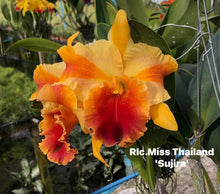 Load image into Gallery viewer, Rlc . Miss Thailand’ Surija’, clone