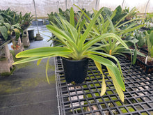 Load image into Gallery viewer, Ara Div.