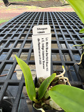 Load image into Gallery viewer, SVO BLUES AND SPOTS : 3 x cattleya seedlings blue color and summer blooming spots