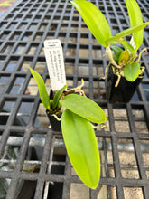 Load image into Gallery viewer, SVO BLUES AND SPOTS : 3 x cattleya seedlings blue color and summer blooming spots