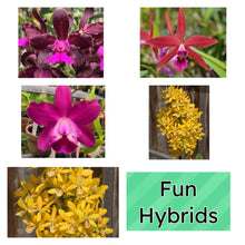 Load image into Gallery viewer, SVO breeding : 3 hybrid seedlings in one deal