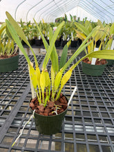 Load image into Gallery viewer, Cattleya purpurata var . ‘Cindarosa ‘ HCC , original virus free division