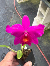 Load image into Gallery viewer, Mini cattleya 12 plant Special deal package