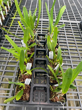 Load image into Gallery viewer, Cattleya purpurata 12 plant special package deal