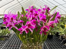 Load image into Gallery viewer, C. purpurata Memorial Day 3 plant special package deal