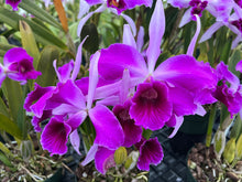 Load image into Gallery viewer, C. purpurata Memorial Day 3 plant special package deal