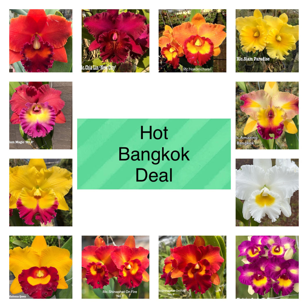 Package 7 : Hot Bangkok deal 12x2 inch cattleya clones special