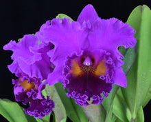 Load image into Gallery viewer, Rlc . Memoria Crispín Rosales ‘Volcano Queen ‘HCC/AOS original division fro our awarded plant
