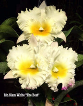 Load image into Gallery viewer, Rlc . Siam White ‘The Best’, 5 inch blooming size
