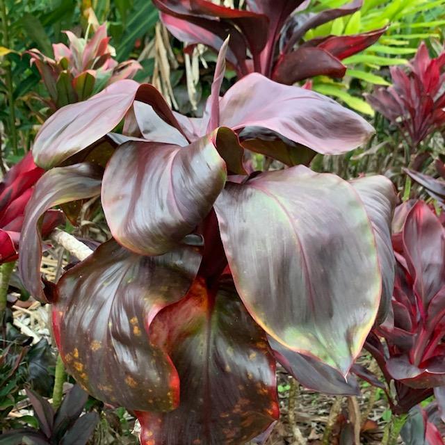 Cordyline 'EleEle' Shogun Hawaii