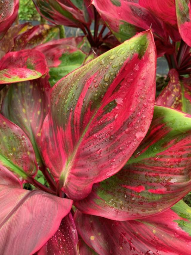 aglaonema pink peacock Cordyline 'Pink Peacock' – Shogun Hawaii