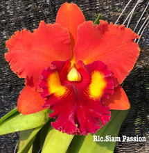 Load image into Gallery viewer, Rlc. Siam Passion, 2.25 inch size
