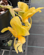 Load image into Gallery viewer, Stanhopea Ecuagenera , 5 inch large
