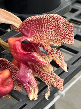 Load image into Gallery viewer, Coryhopea Red Martian
