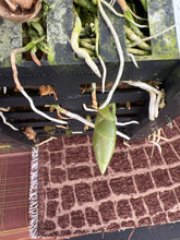 Load image into Gallery viewer, Stanhopea Michael Bloyer x Newberry stargazer
