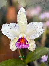 Load image into Gallery viewer, Special drop : Cattleya (C.) amethystoglossa coerulea ‘Big hijo’ , super select !
