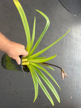 Load image into Gallery viewer, Paphiopedilum Lady Rothschild  1 gallon size
