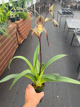 Load image into Gallery viewer, Paph. Saint Swithin in spike
