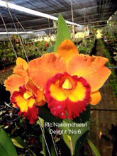 Load image into Gallery viewer, 100 x Cattleya clones plugs 10 varieties
