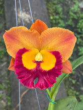 Load image into Gallery viewer, 100 x Cattleya clones plugs 10 varieties

